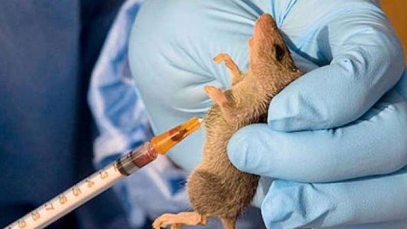 Lassa Fever Hits Taraba State