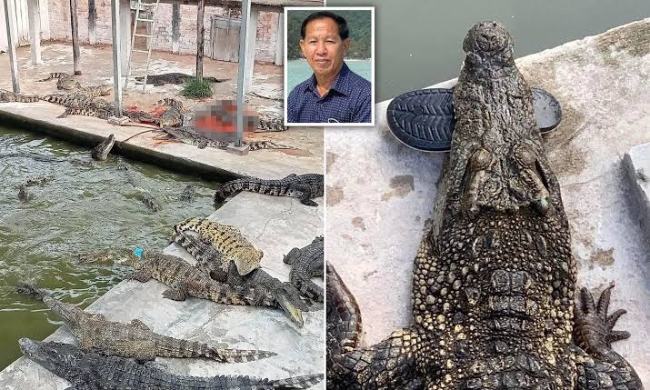 40 Crocodiles tear 72-year-old man apart after victim falls inside cage
