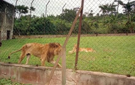 Veterinary nurse, Olabode Olawuyi killed by lion he nursed for nine years at OAU zoo