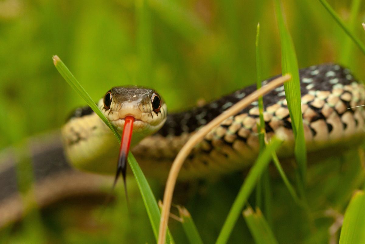 5 signs there are snakes in your backyard
