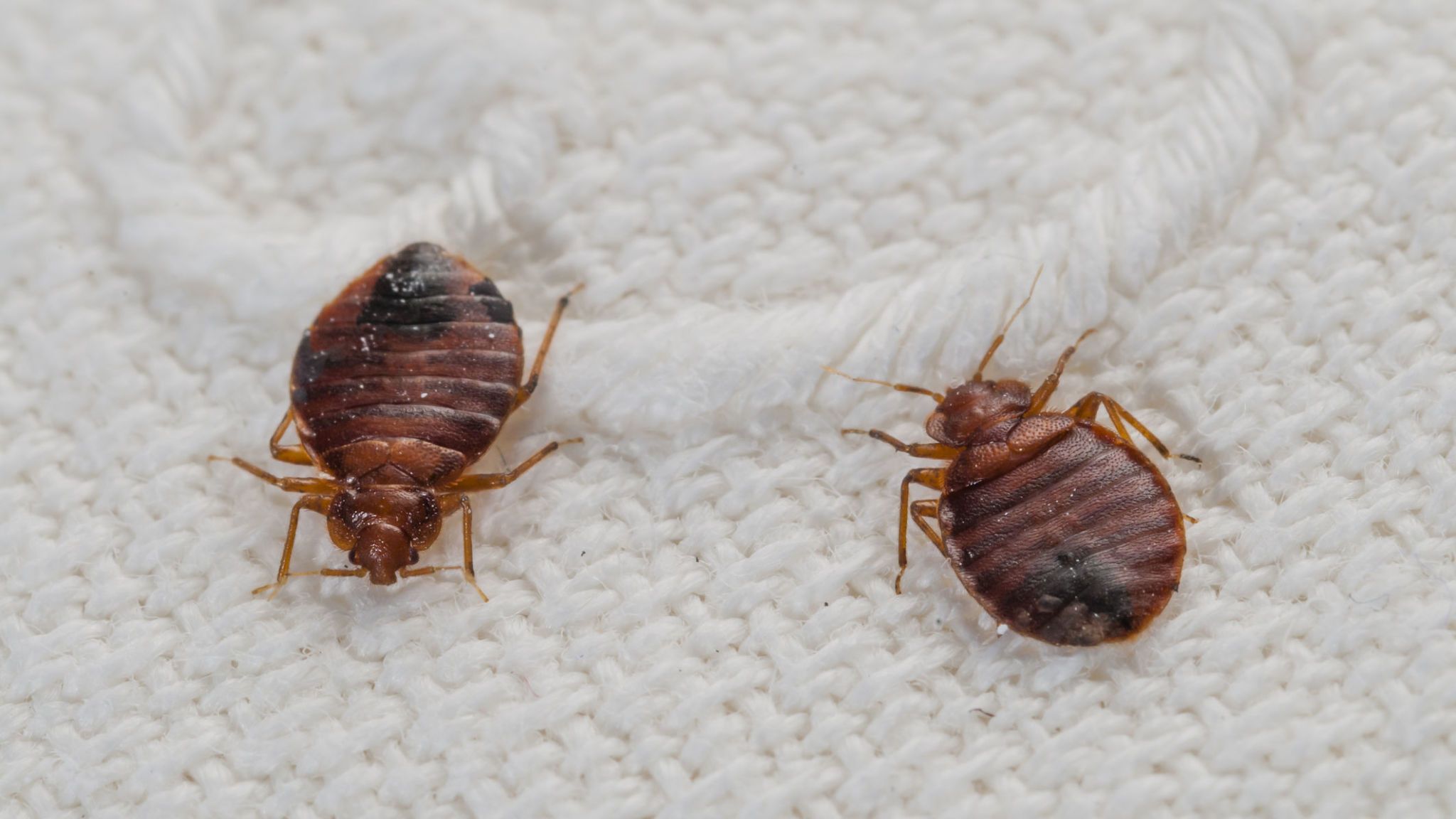 Four natural ways to get rid of bed bugs
